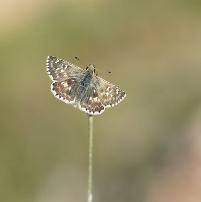 Klein Brandkruiddikkopje / Sage Skipper