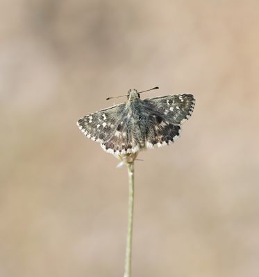 Klein Brandkruiddikkopje / Sage Skipper