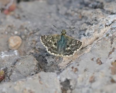 Klein Brandkruiddikkopje / Sage Skipper