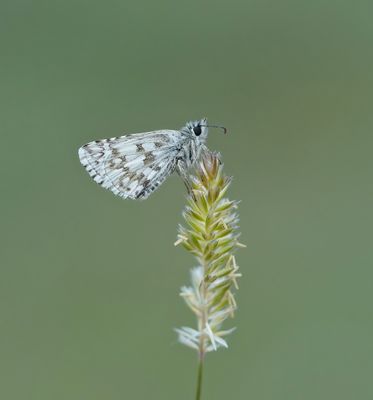 Witgezoomd Spikkeldikkopje / Safflower Skipper
