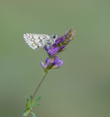 Witgezoomd Spikkeldikkopje / Safflower Skipper