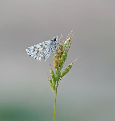 Witgezoomd Spikkeldikkopje / Safflower Skipper