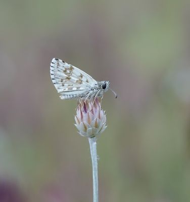 Witgezoomd Spikkeldikkopje / Safflower Skipper