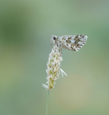 Aambeeldspikkeldikkopje / Rosy Grizzled Skipper