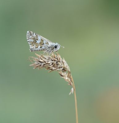 Aambeeldspikkeldikkopje / Rosy Grizzled Skipper