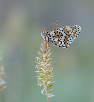Veldparelmoervlinder / Glanville Fritillary