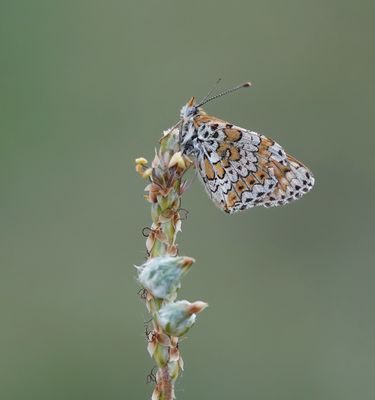 Veldparelmoervlinder / Glanville Fritillary