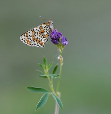 Veldparelmoervlinder / Glanville Fritillary