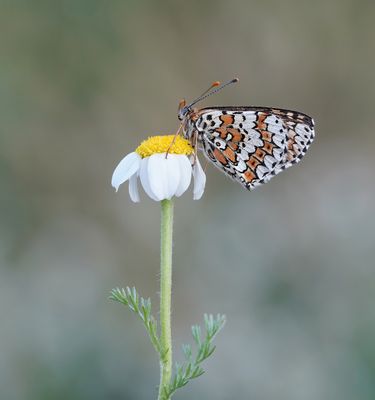 Veldparelmoervlinder / Glanville Fritillary