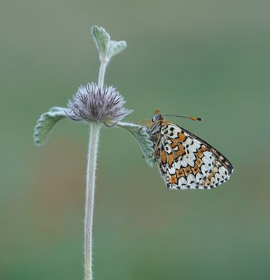 Veldparelmoervlinder / Glanville Fritillary