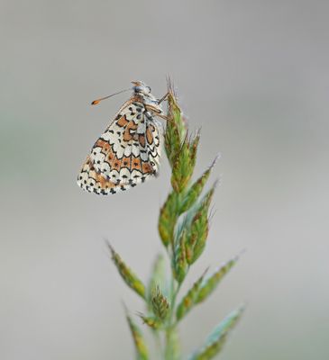 Veldparelmoervlinder / Glanville Fritillary