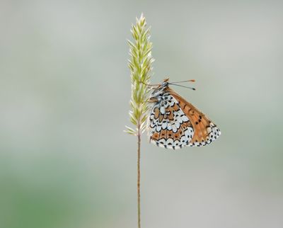 Veldparelmoervlinder / Glanville Fritillary