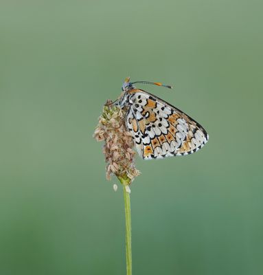 Veldparelmoervlinder / Glanville Fritillary