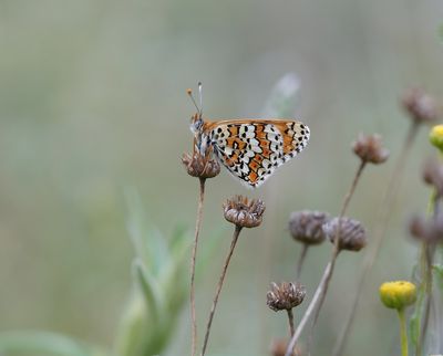 Veldparelmoervlinder / Glanville Fritillary