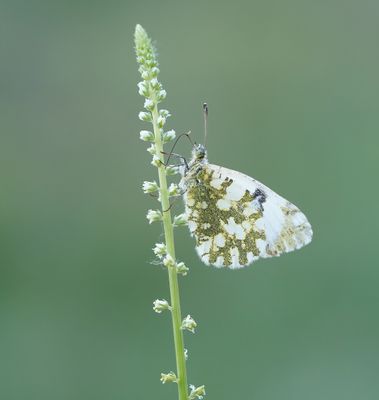 Westelijk Marmerwitje / Western Dappled White