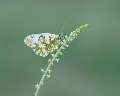 Westelijk Marmerwitje / Western Dappled White