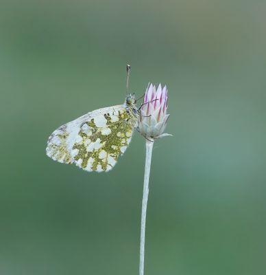 Westelijk Marmerwitje / Western Dappled White