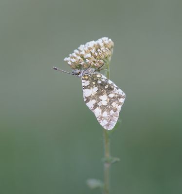 Westelijk Marmerwitje / Western Dappled White