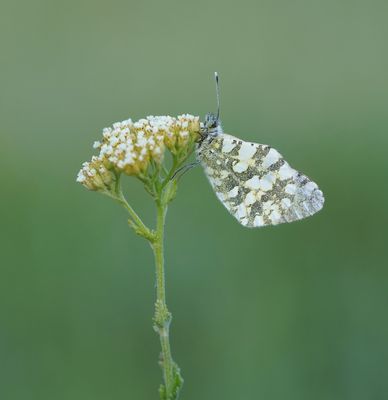 Westelijk Marmerwitje / Western Dappled White