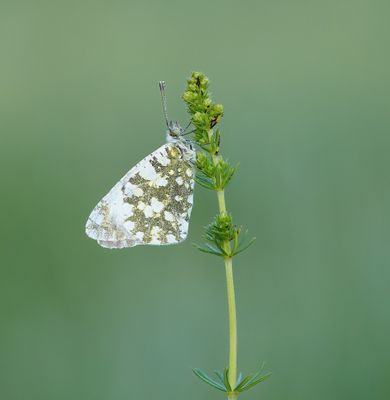 Westelijk Marmerwitje / Western Dappled White