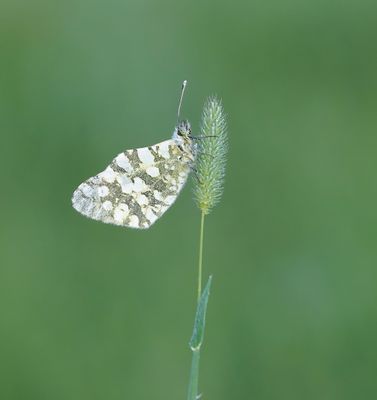 Westelijk Marmerwitje / Western Dappled White