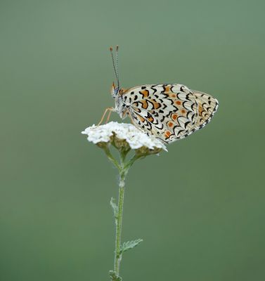 Knoopkruidparelmoervlinder / Knapweed Fritillary