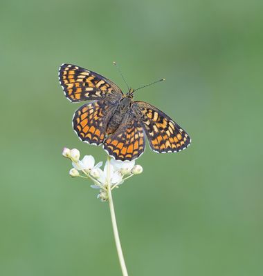 Knoopkruidparelmoervlinder / Knapweed Fritillary