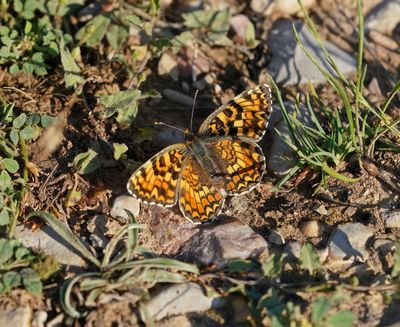 Knoopkruidparelmoervlinder / Knapweed Fritillary
