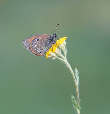 Roodstreephooibeestje / Chestnut Heath