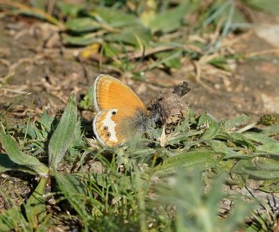 Tweekleurig Hooibeestje / Pearly Heath 