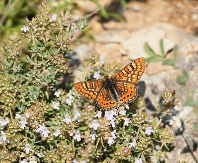 Moerasparelmoervlinder / Marsh Fritillary