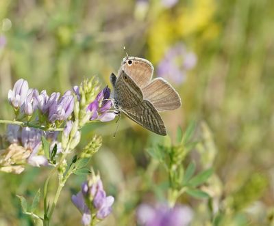 Tijgerblauwtje / Long-tailed Blue