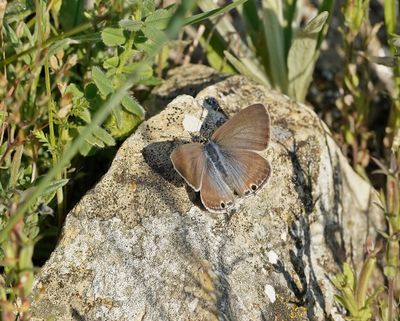 Tijgerblauwtje / Long-tailed Blue