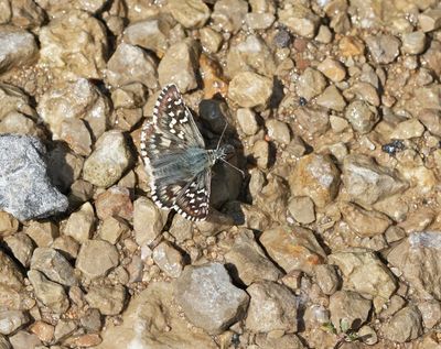 Witgezoomd Spikkeldikkopje / Safflower Skipper