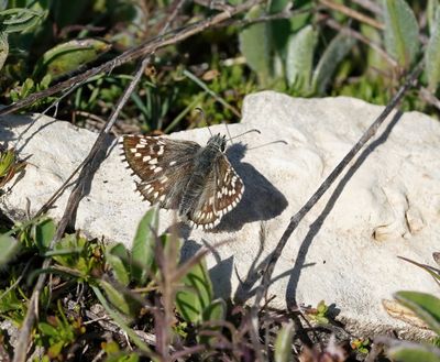 Witgezoomd Spikkeldikkopje / Safflower Skipper