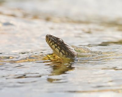 Dobbelsteenslang / Dice Snake