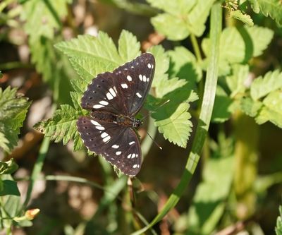 Blauwe IJsvogelvlinder / Southern White Admiral