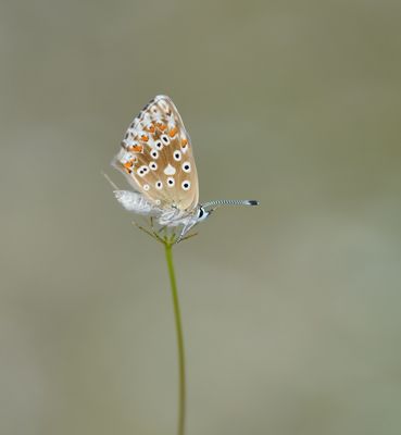 Bleek Blauwtje / Chalk-hill Blue