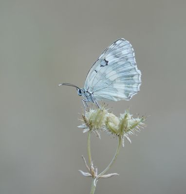 Dambordje (Forma leucomelas) / Marbled White (Forma leucomelas)