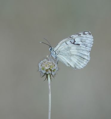 Dambordje (Forma leucomelas) / Marbled White (Forma leucomelas)