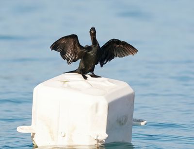Dwergaalscholver / Pygmy Cormorant