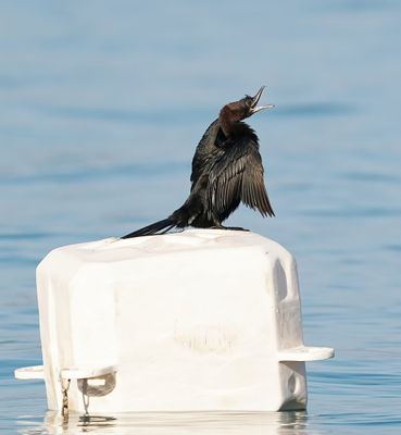 Dwergaalscholver / Pygmy Cormorant