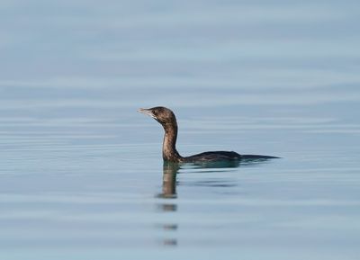 Dwergaalscholver / Pygmy Cormorant