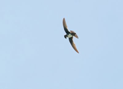 Alpengierzwaluw / Alpine Swift