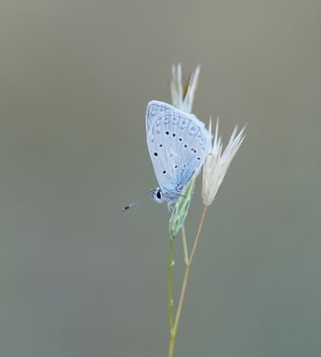 Getand Blauwtje / Meleager's Blue