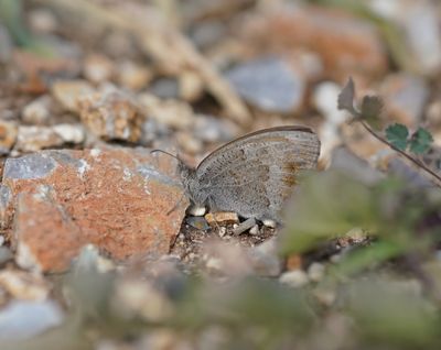 Grauw Zandoogje / Dusky Meadow Brown