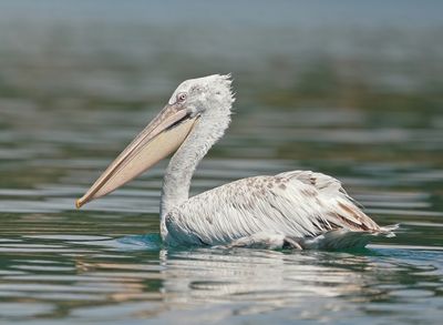 Kroeskoppelikaan / Dalmatian Pelican