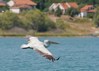 Kroeskoppelikaan / Dalmatian Pelican
