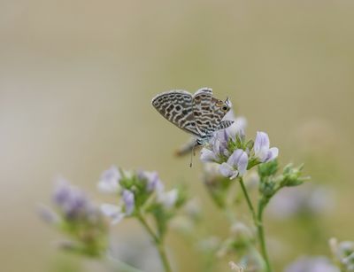 Klein Tijgerblauwtje / Lang's Short-tailed Blue