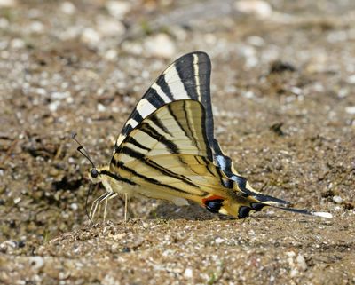 Koningspage / Scarce Swallowtail